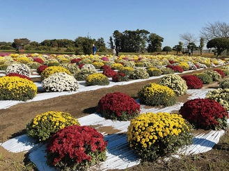 色鮮やかに連なるざる菊　＝11月13日撮影