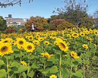 見ごろを迎えたひまわり＝11月19日撮影