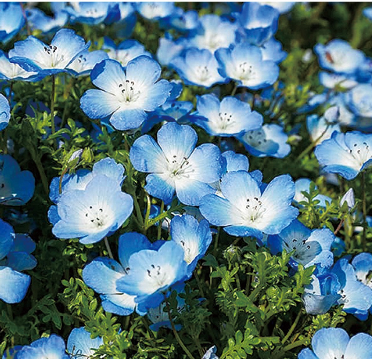 さがみ野でネモフィラ植栽イベント 青の花畑に 海老名 座間 綾瀬 タウンニュース