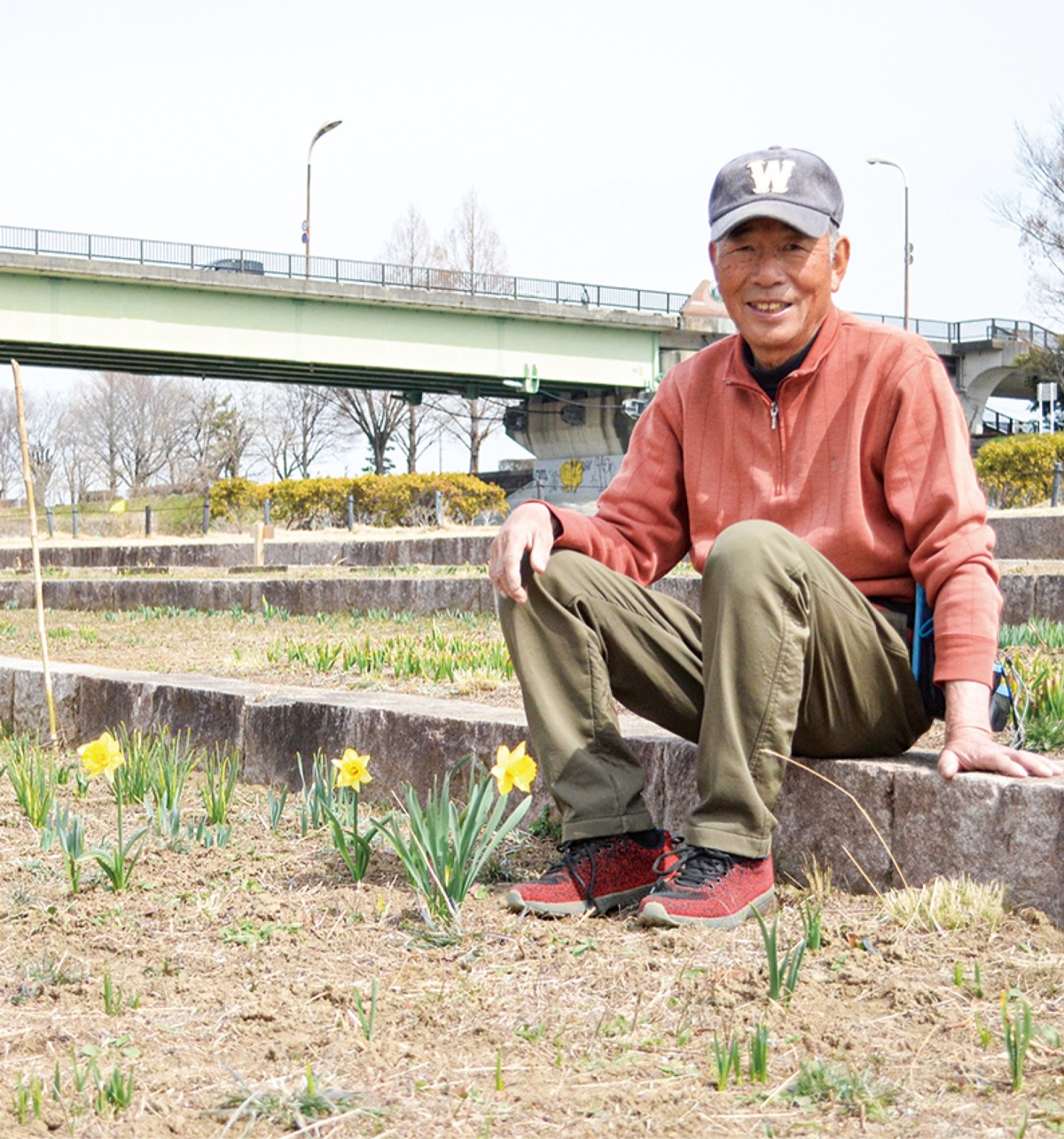 座架依橋水と緑の広場 10万本の水仙見納め 日から見ごろ 海老名 座間 綾瀬 タウンニュース