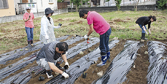 会員たちが学校敷地内の畑で藍を育てている