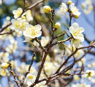 梅の花ほころぶ 若宮公園（厚木市森の里） | 厚木・愛川・清川 | タウンニュース