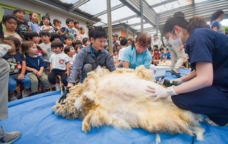 なでるようにバリカンを入れる獣医師の清田麻美さん