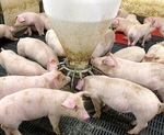 エコフィードを食べる豚たち（NTT東日本提供）