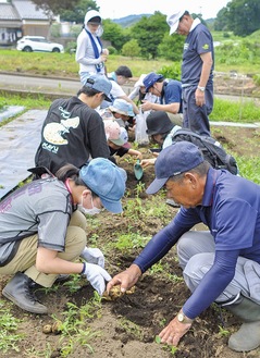 大小さまざまなジャガイモを掘り出す参加者