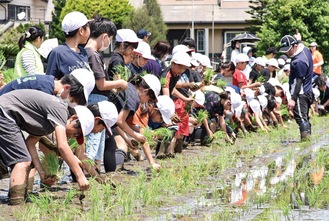 丁寧に一本一本植えていく