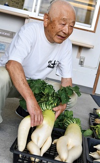 収穫した野菜を並べる佐藤さん