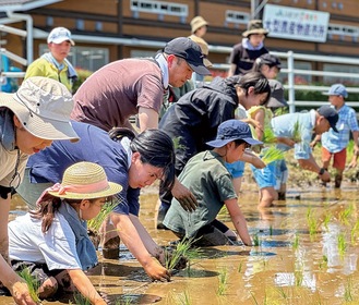 田植えの様子