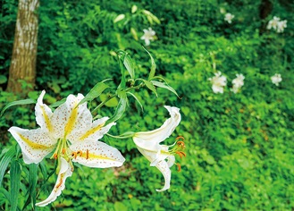 県民の投票で県の花に選ばれた