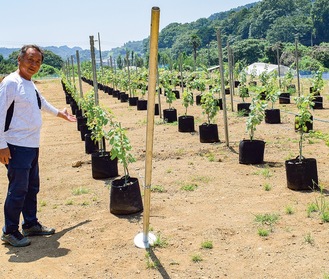 ワイン用のブドウ苗を紹介する中倉さん