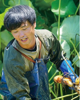 ハスの葉をかき分けレンコンを収穫