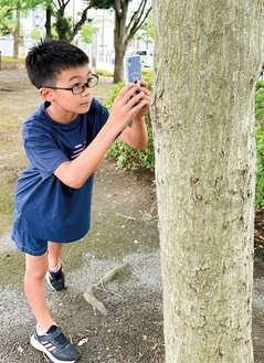 木にとまった昆虫を撮影する石川さん