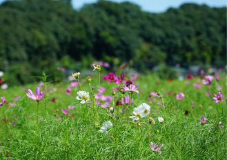 秋の花咲く下川入