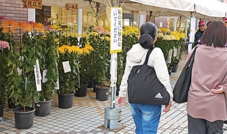 会場に並んだ菊を眺める歩行者