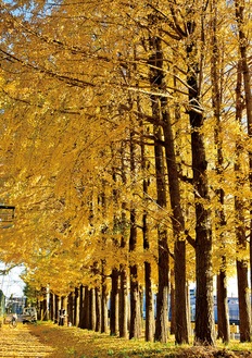 黄金色に色づいたイチョウ（12月６日撮影）