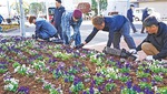 植栽のようす