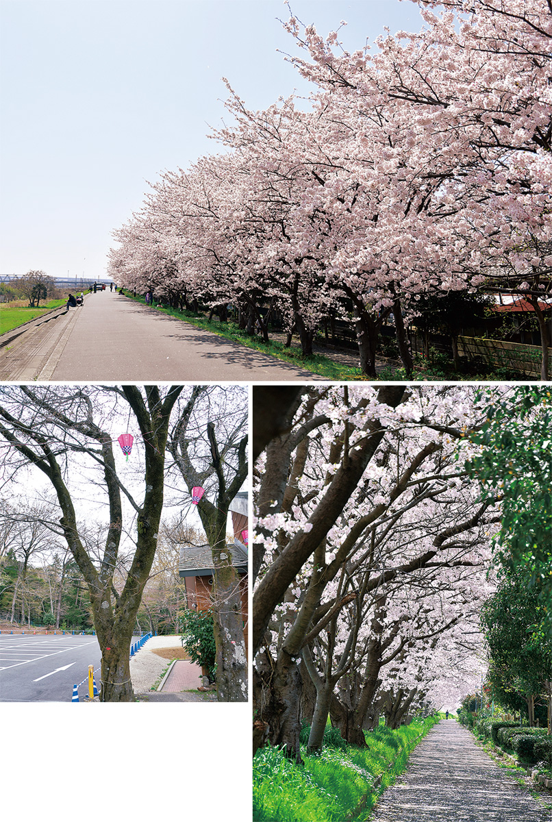 桜ひらひら舞い降りて 延々続くトンネルや基準木 厚木 愛川 清川 タウンニュース