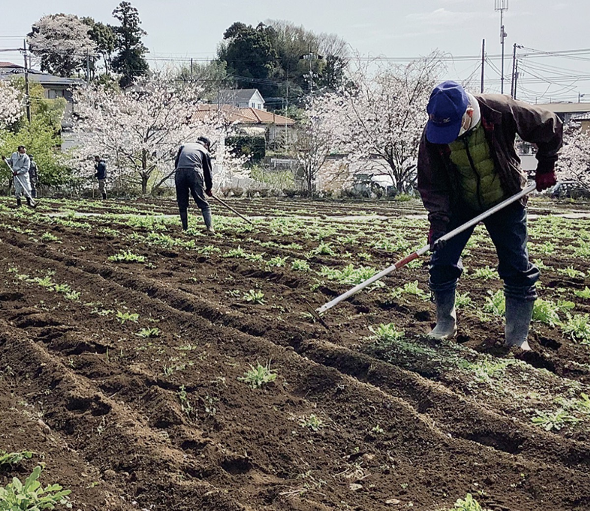 飯山「花の里」 ポピーの生育願い草刈り | 厚木・愛川・清川 | タウン