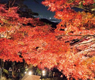 美しく浮かび上がる紅葉（伊勢原市観光協会提供）