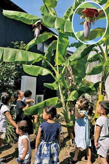 珍しいバナナの花に子どもたちもびっくり