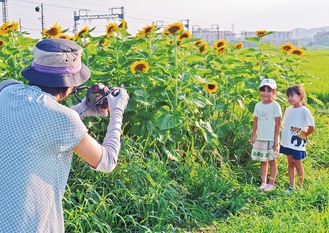 ヒマワリを前に撮影する観光客ら