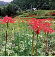 彼岸花咲き始める