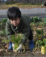 児童がダイコン収穫