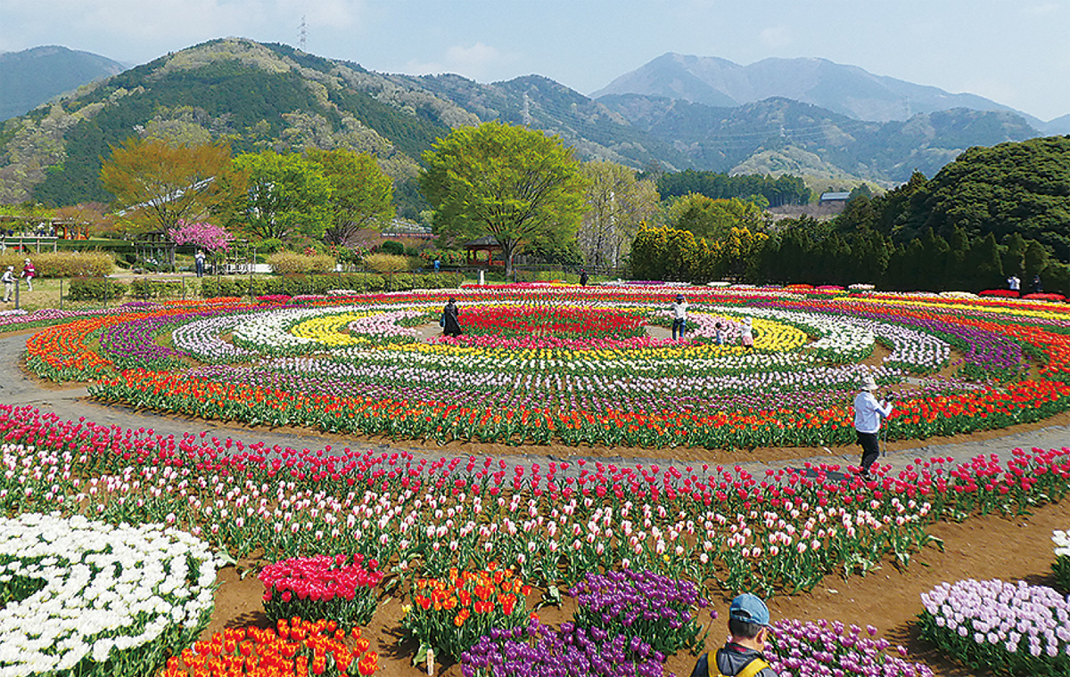 県立秦野戸川公園 春風に染まる７万本 チューリップフェア | 伊勢原 | タウンニュース