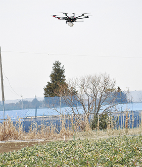 ブロッコリー畑上空を飛行するドローン