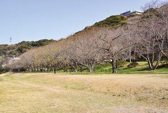 色付きまであと少しの桜（３月21日撮影）