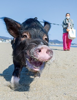 Pick up 三浦 黒ブタてくてく三浦海岸 桜ではない｢サクラ｣ | 横須賀・三浦 | タウンニュース