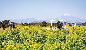 菜の花畑越しに眺められる勇壮な富士山の姿