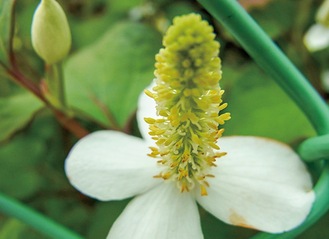 中央の円錐状が花の集まり