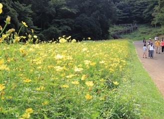 早咲きのコスモスを見ながら散歩を楽しむ来園者(９月16日撮影)