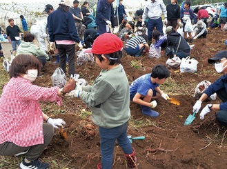 三浦ＲＣメンバーの手ほどきで芋掘りする児童ら