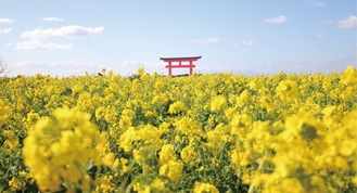 見頃のピークを迎えた菜の花畑（１月７日撮影）