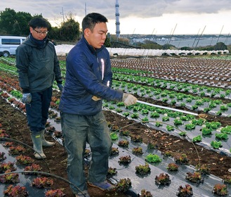 レタスの保護作業を行う小林さん（右）