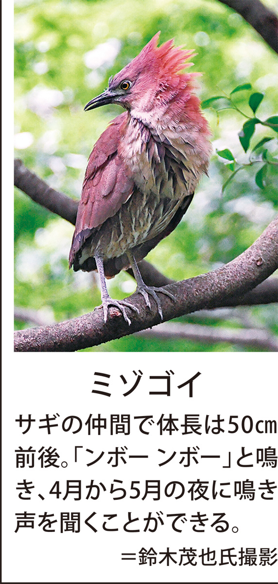環境保全グループ 絶滅危惧 ミゾゴイ 知って 三浦半島での生態 冊子に 横須賀 タウンニュース