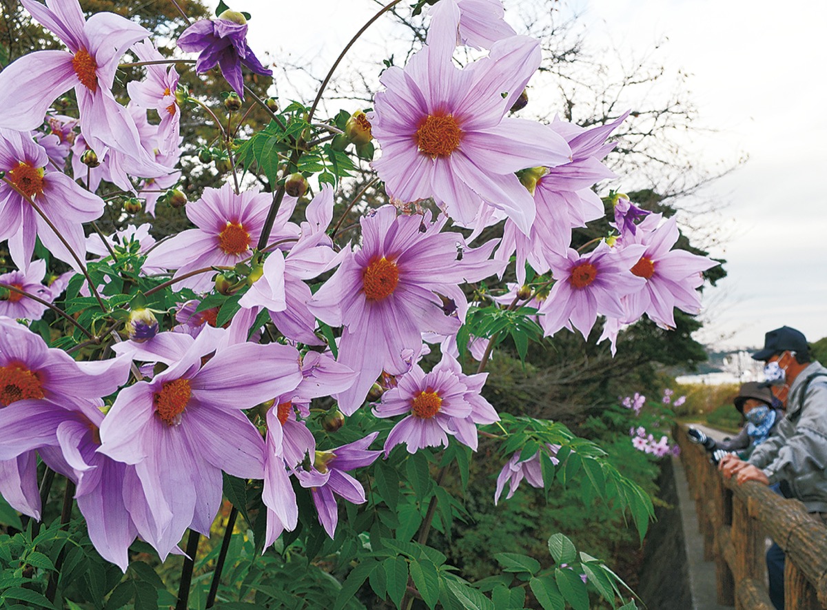 晩秋に咲く 皇帝ダリア くりはま花の国で見ごろ 横須賀 タウンニュース