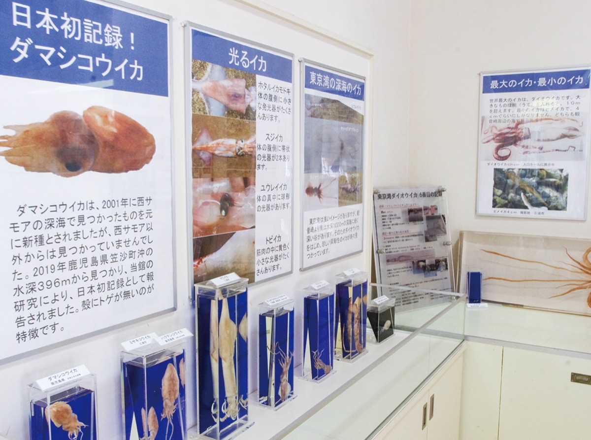 観音崎自然博物館 国内初展示標本も タコ イカコーナー新設 横須賀 タウンニュース