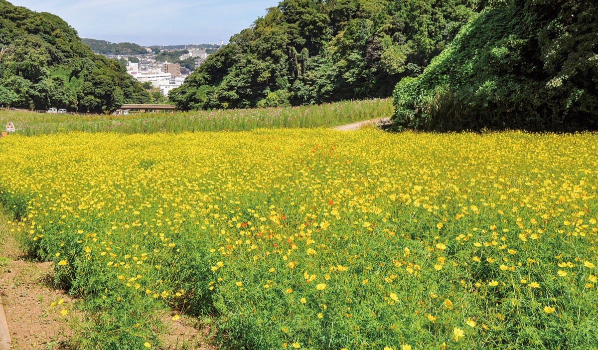 くりはま花の国 100万本の コスモスリレー 横須賀 タウンニュース