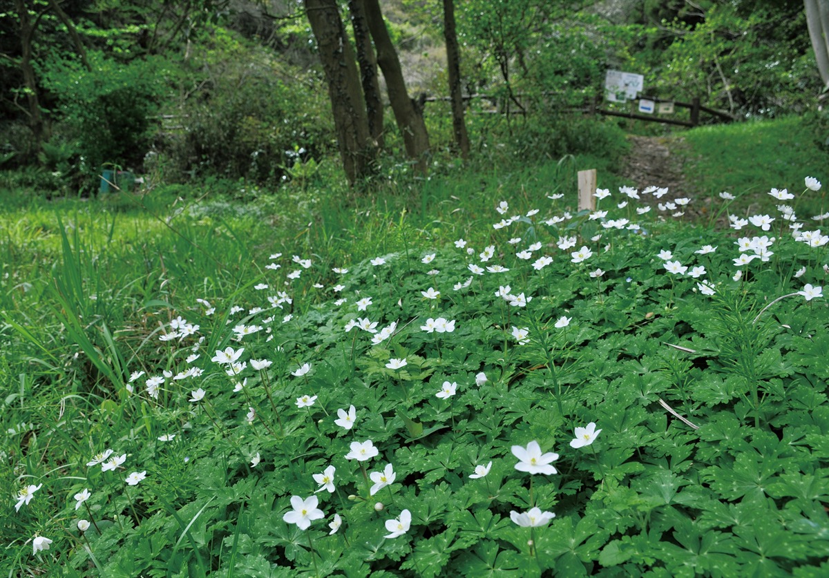 里山に春の花 ＹＲＰ公園にニリンソウ | 横須賀 | タウンニュース