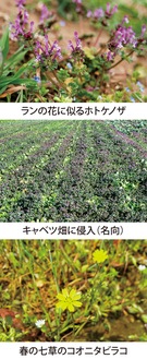 第39回　春の七草ではない｢ホトケノザ｣　