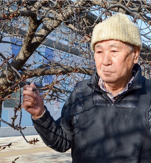 店先に植えられた河津桜の蕾をじっと見つめる長島さん＝1月26日撮影