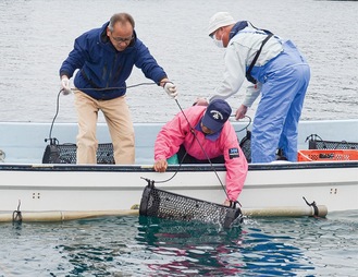 カキの稚魚が入った籠を海中に沈める漁業者