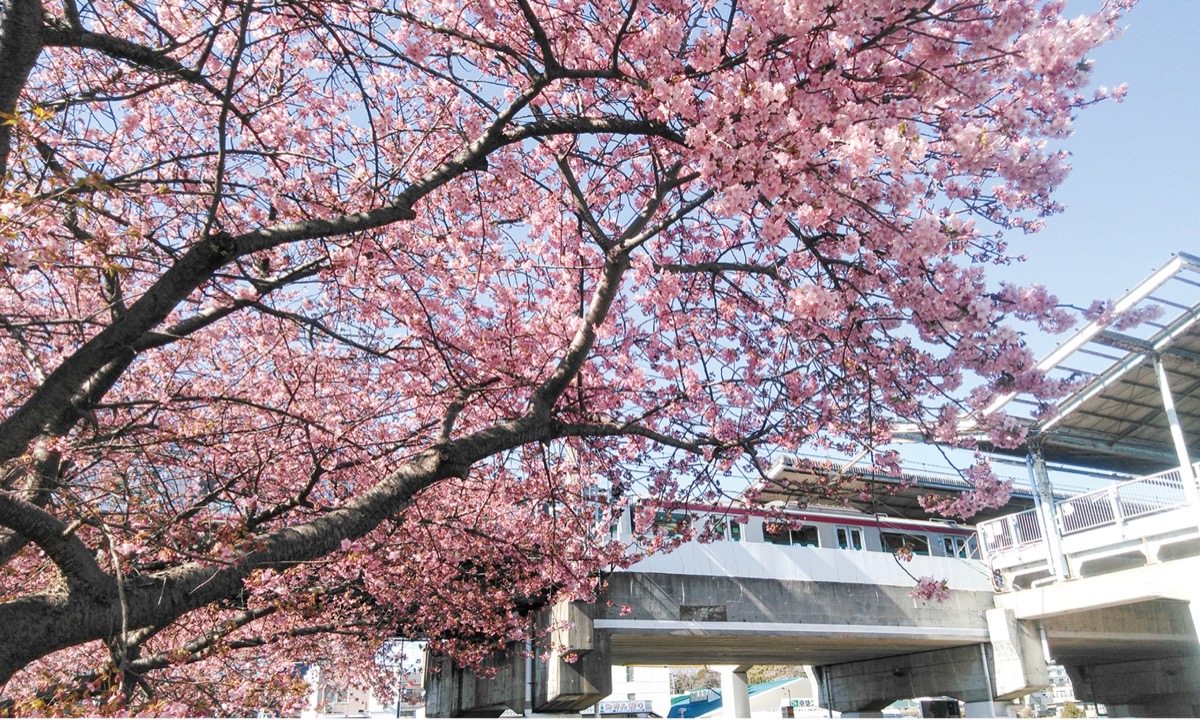 三浦海岸河津桜 春の便り ようやく到来 寒冬で開花遅れ 三浦 タウンニュース