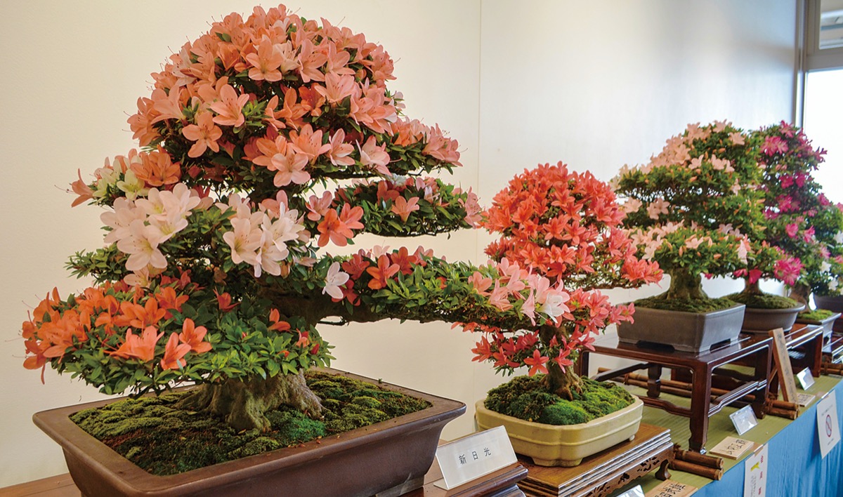 さつき盆栽花季展 三浦から４人が受賞 満開の花や幹の太さなど評価 ...