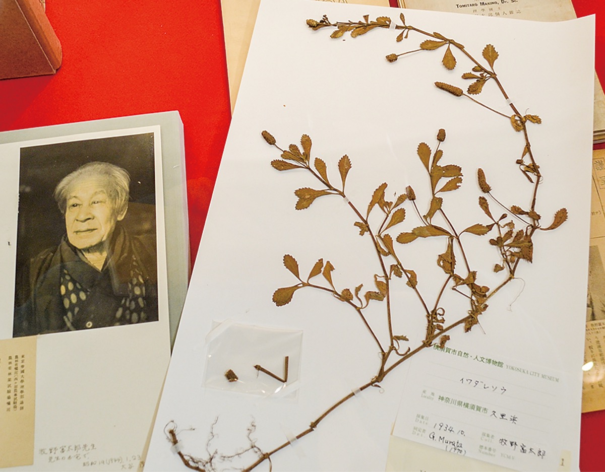 横須賀市自然・人文博物館 標本が語る“植物学の父” 牧野富太郎氏の功績 