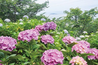 相模湾を望むあじさい公園＝6月５日撮影