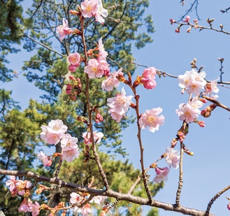 下藤ヶ谷公園の河津桜（＝8日撮影）